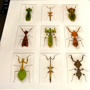 Christopher Marley Leaf Mimic Mantids ambush predators. 12 X 12 1/2